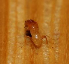 Sycoryctes