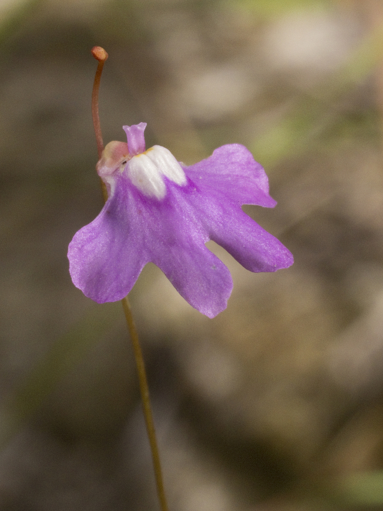 Utricularia jobsonii Lowrie