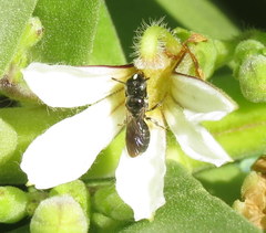 Ceratina dentipes