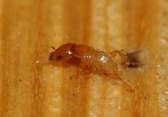 Sycoryctes