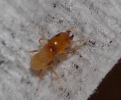 Sycoryctes
