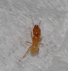 Sycoryctes