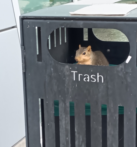 Eastern Fox Squirrel photographed in Michigan