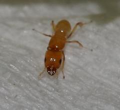 Sycoryctes
