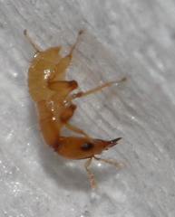 Sycoryctes