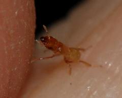 Sycoryctes