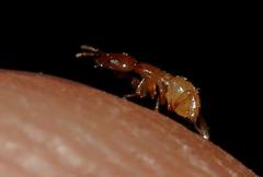Sycoryctes