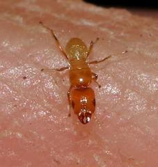 Sycoryctes