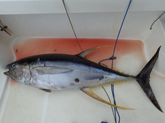 Thunnus albacares