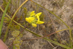 Aspalathus tridentata tridentata