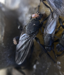 Coelopidae