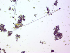 Bacillaria paxillifera