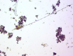 Bacillaria paxillifera