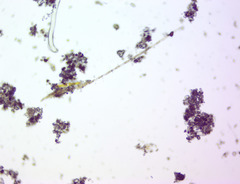 Bacillaria paxillifera