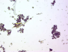 Bacillaria paxillifera