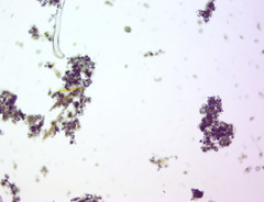 Bacillaria paxillifera