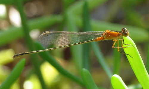 Rambur's Forktail photo 3