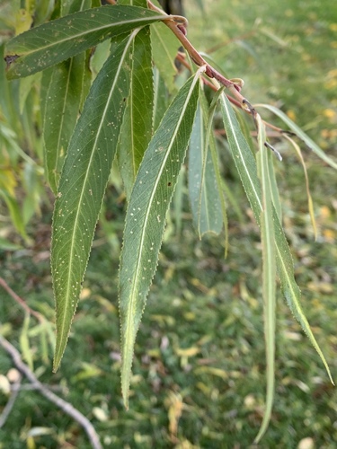 Baltasis gluosnis nuotrauka