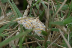 Ommatospila narcaeusalis