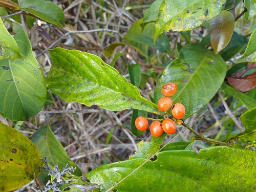 Cordia panicularis