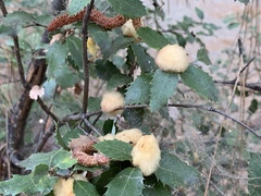 Heteroecus dasydactyli