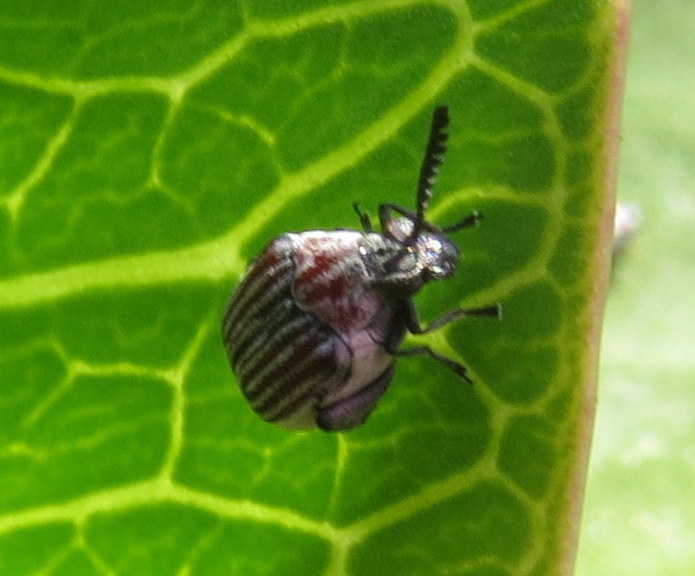 Leaf beetle