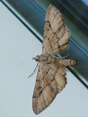 Eupithecia unicolor