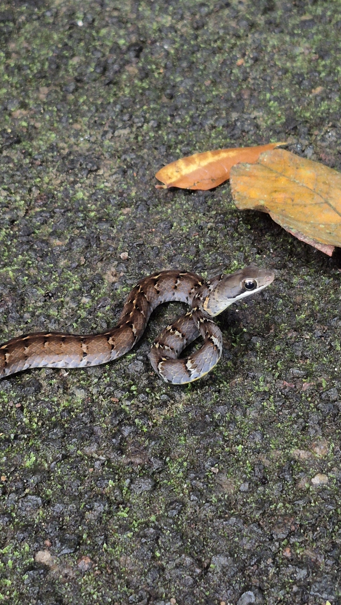 Barred Forest Racer photo 8