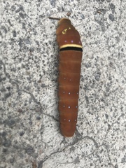 Papilio multicaudata