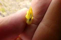 Aspalathus tridentata tridentata