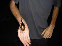 Dynastes septentrionalis