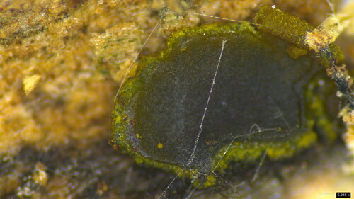 Catinella olivacea