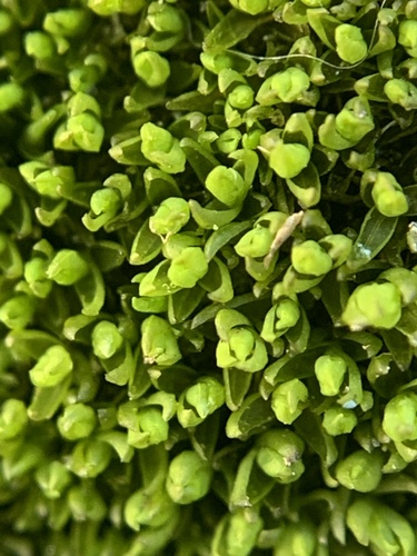 Grimmia mollis observed 2025-07-25