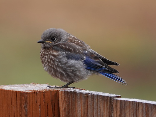 Western Bluebird photographed in Oregon