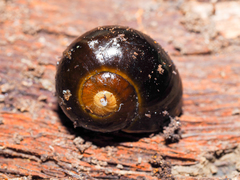 Victaphanta compacta