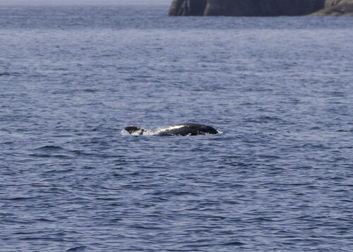 Tursiops truncatus