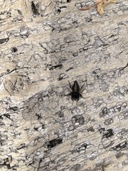 Grypoctonus