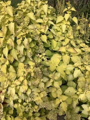 Urtica membranacea