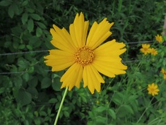 Coreopsis pubescens