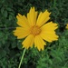 Coreopsis pubescens - Photo (c) jim_keesling,  זכויות יוצרים חלקיות (CC BY-NC), uploaded by jim_keesling