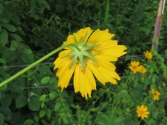 Coreopsis pubescens