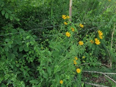 Coreopsis pubescens