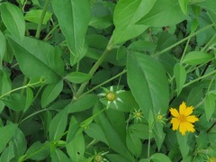 Coreopsis pubescens