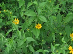 Coreopsis pubescens