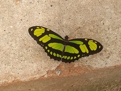 Philaethria dido