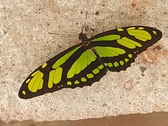 Philaethria dido