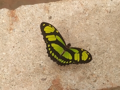 Philaethria dido