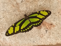 Philaethria dido