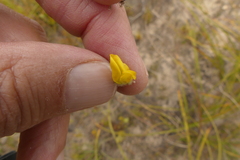 Aspalathus tridentata tridentata