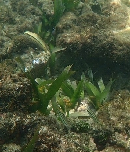 Halichoeres bivittatus